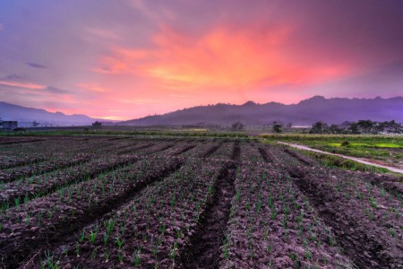 Onion Field