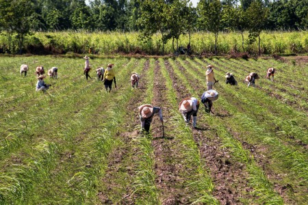 Farmers