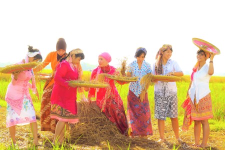 harvesting by kartini's