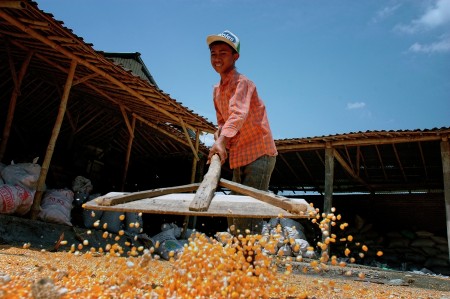 Menjemur Jagung