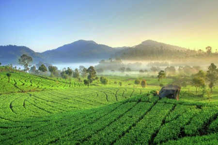 Rancabali Tea Plantation