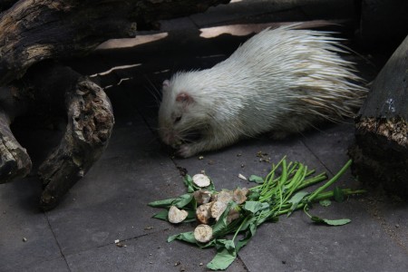 makananku