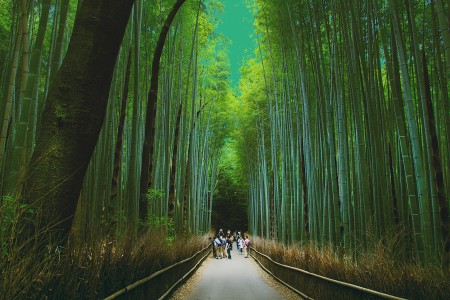 Arashiyama Bamboo Groove