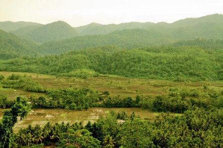 Persawahan Wakangka