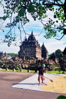 Menjemur Gabah