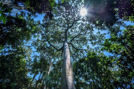 Old trees