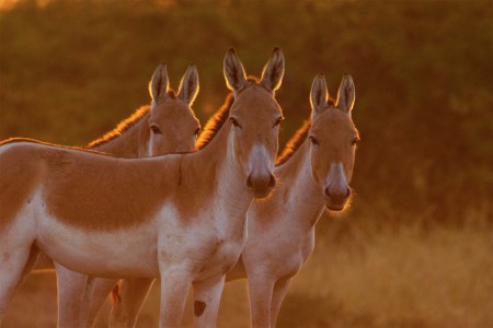 Indian Wild Ass