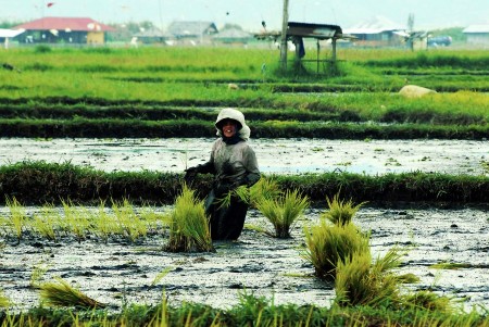 Hanya Petani