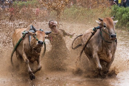 Dancing on the mud (pacu jawi)