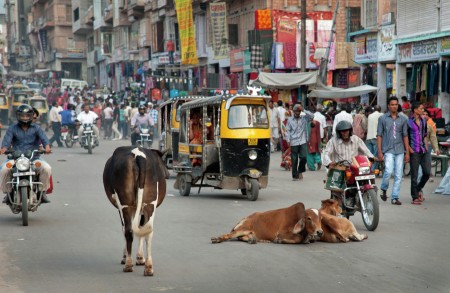 Sapi Suci