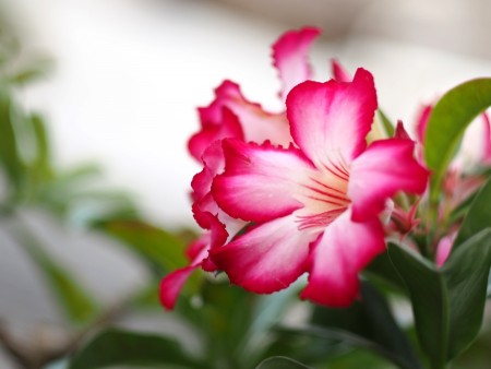 beautiful flower
