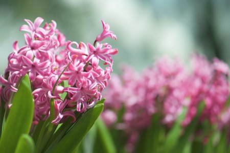 Flower Blossom