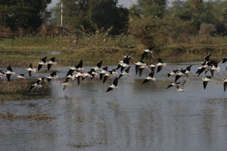 Evening in the Birds Landing