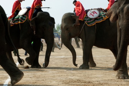 Voi Ä‘Ã¡ bÃ³ng