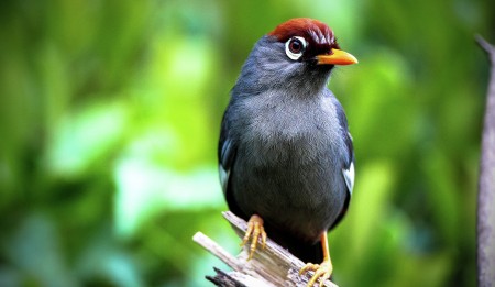 Pertandingan Mengenal Burung Antarabangsa