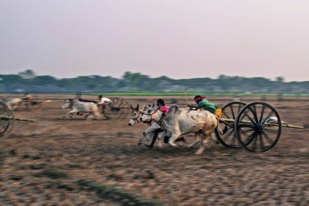 Cart Race in Bangladesh