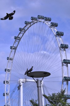 Fly To The Wheel