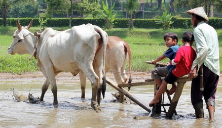 Plowing a Field Study