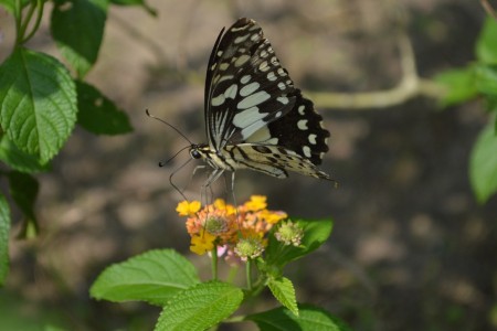 What a wonderful pollination by butterfly