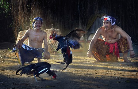cockfighting
