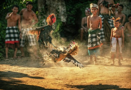 Cock Fighting