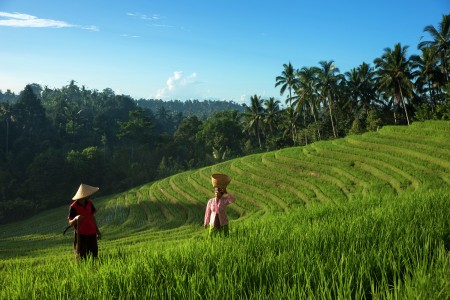 Farmers on a rice field