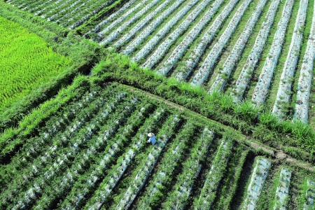 Petani Lombok