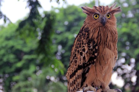 burung hantu