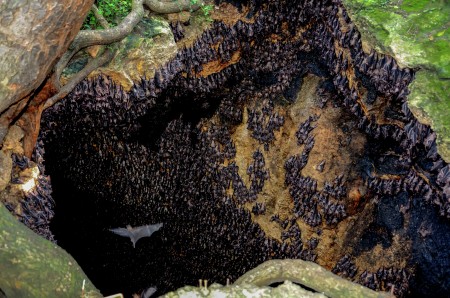 Rousette Fruit Bats