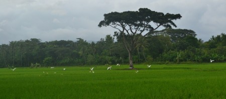 bird on ricefield