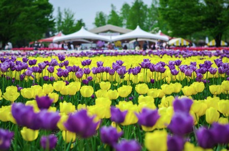 Concerto in Tulip Garden