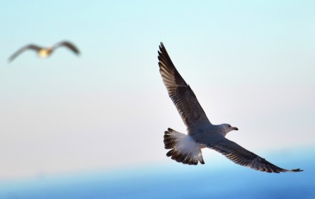 Burung di sekitar pantai