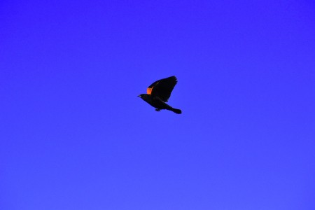 Blue sky