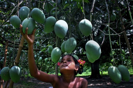 Mango Garden Girl