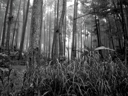 hutan dan kabut