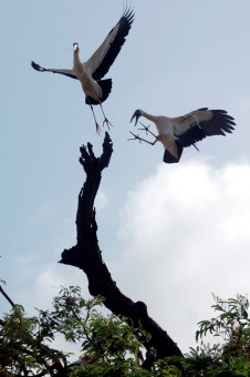 Sky War