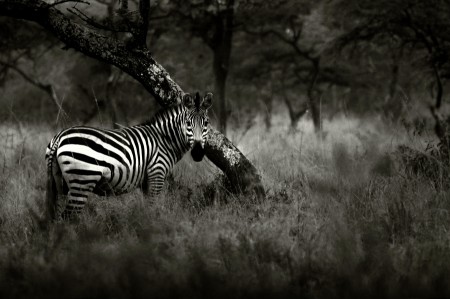 simply Zebra