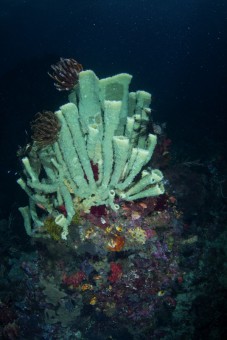 Tube Coral