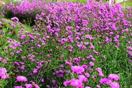 Flower Bed