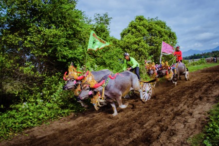 Bull Race