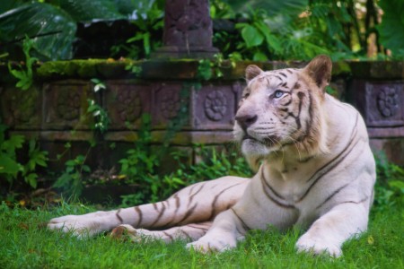 Majestic