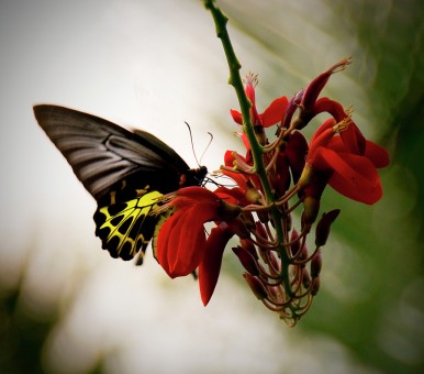 butterflies & flowers