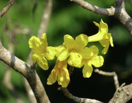 Bunga Kuning Bersinar