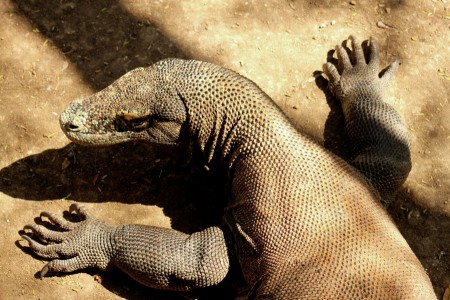 The Komodo Dragon
