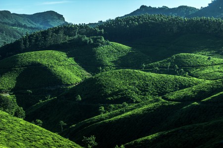Munnar, Green Hills