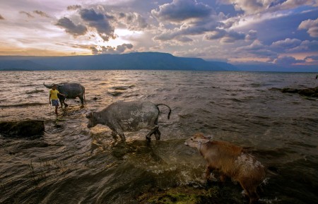 Dirty Buffalo in Lake Toba