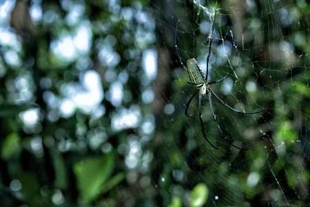 Laba - laba dalam hutan
