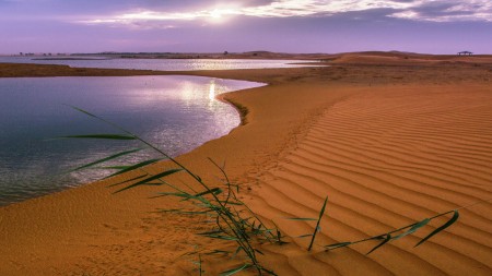 Lines of Desert