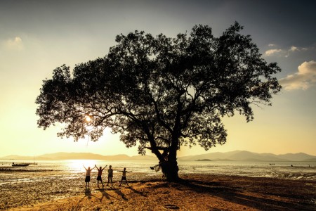 big tree and small child