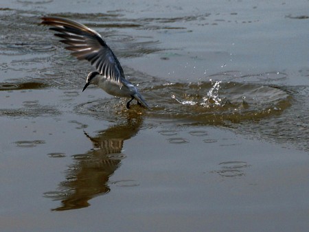 Wading river